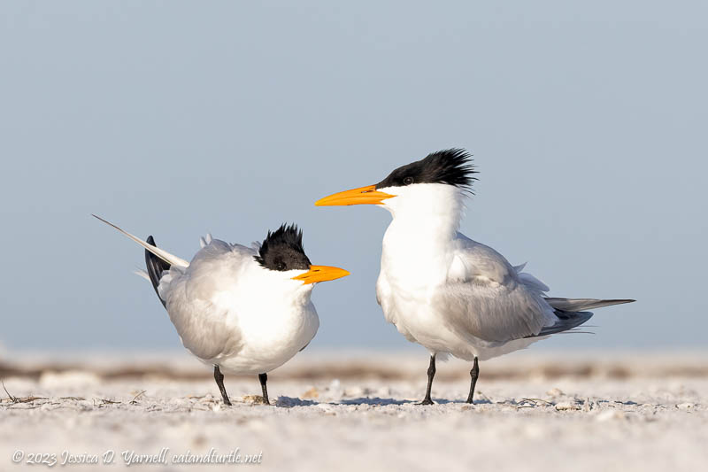 Royal Tern