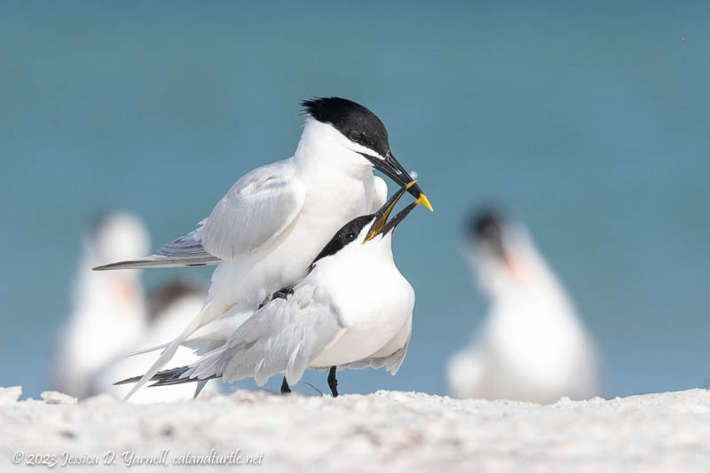 Sandwich Tern