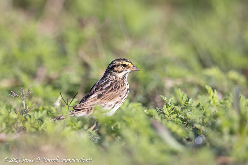 Savannah Sparrow