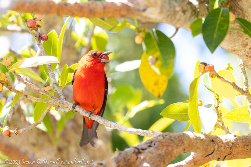 Scarlet Tanager