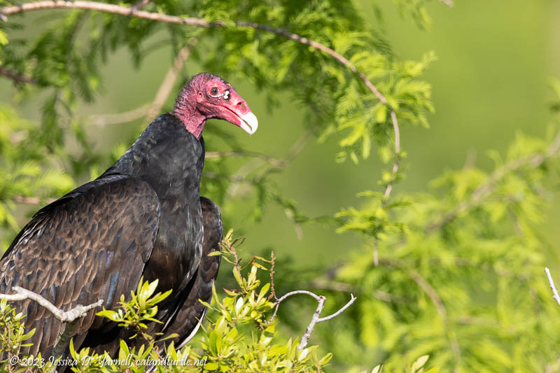 Turkey Vulture