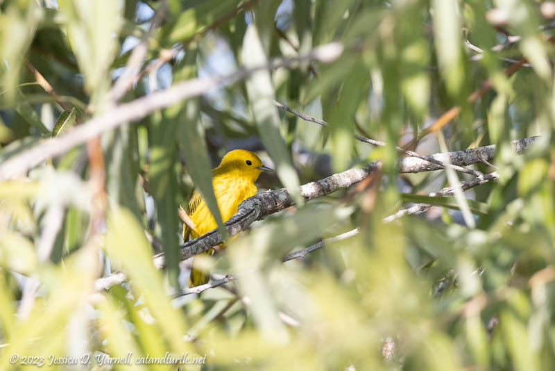 Yellow Warbler