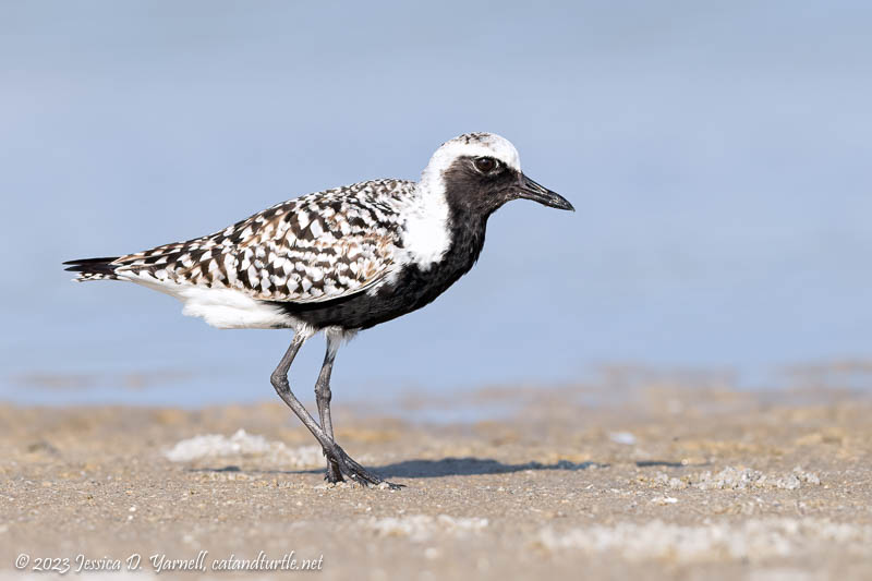 Black-Bellied Plover