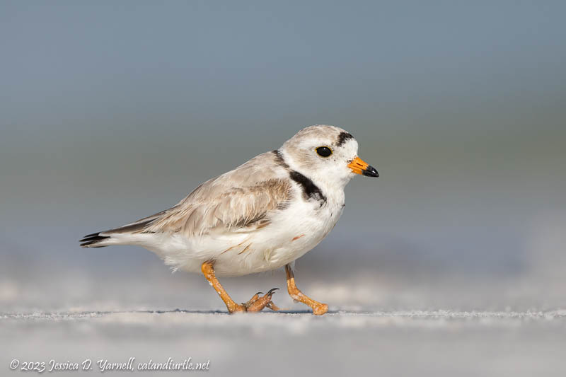 Piping Plover