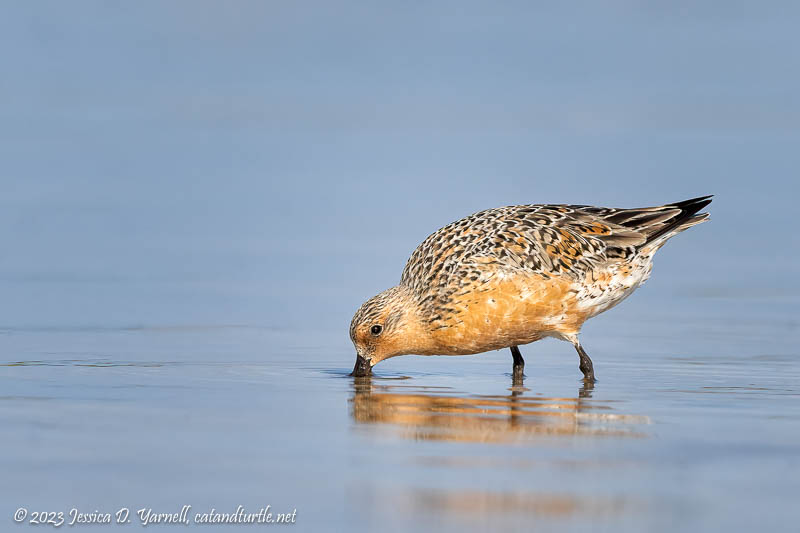 Red Knot