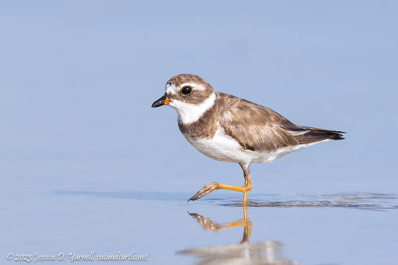 Semipalmated Plover