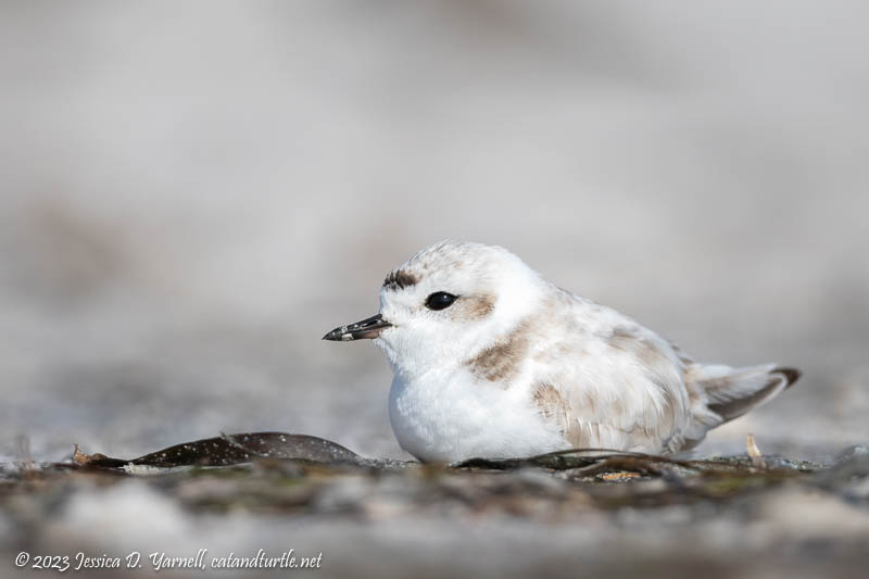 Snowy Plover