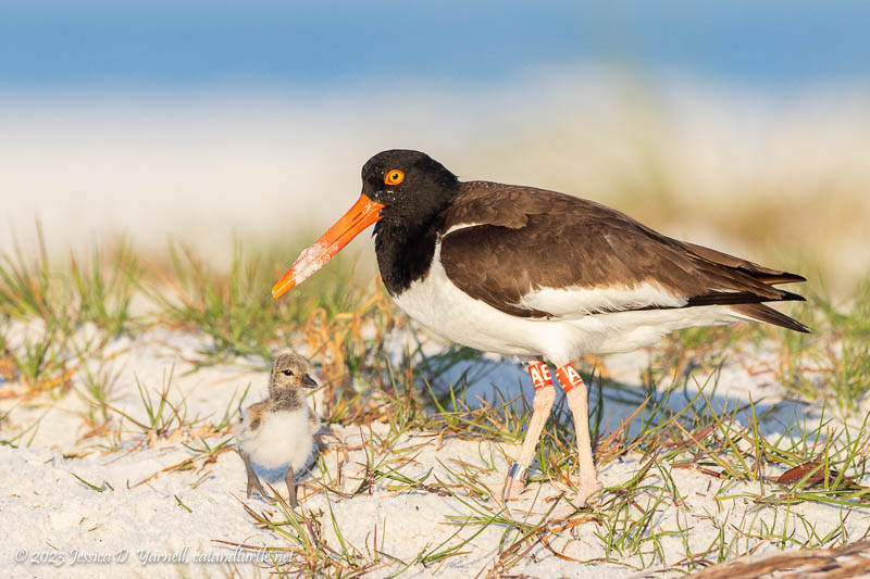 American Oystercatcher