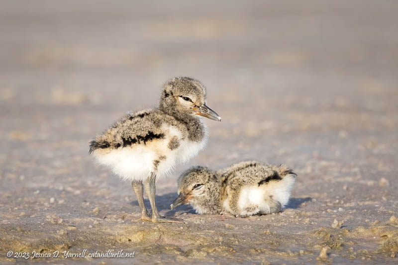 Baby American Oystercatchers