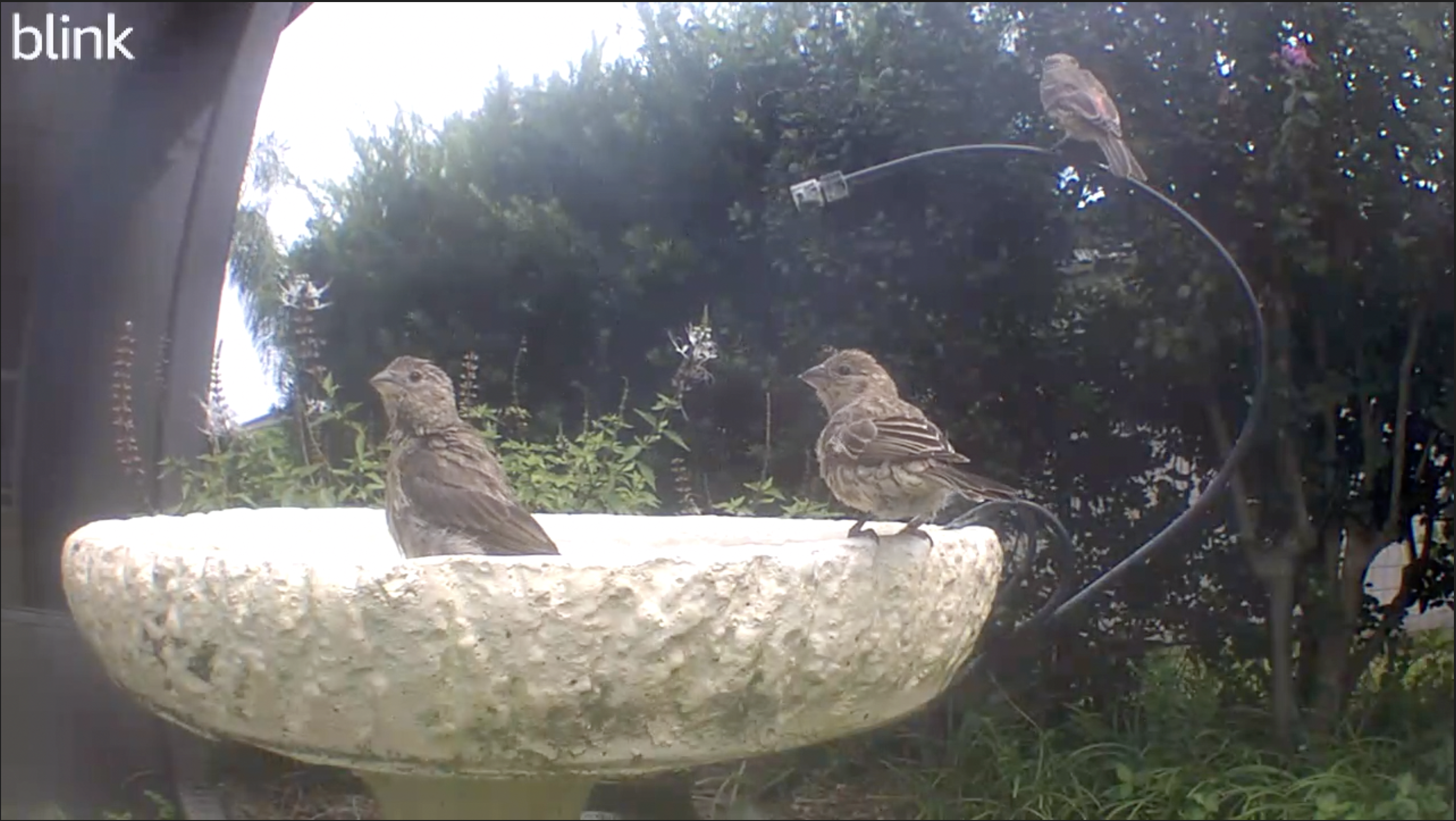 House Finches at Birdcam