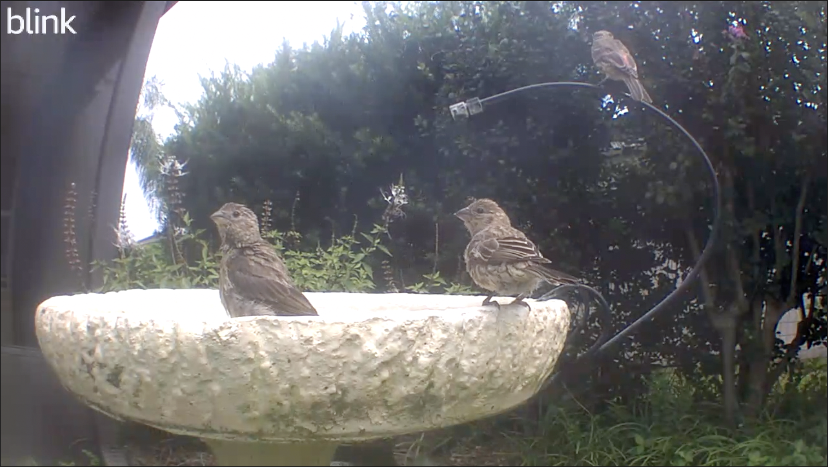 House Finch