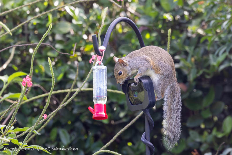 Squirrel on Hummingbird Camera