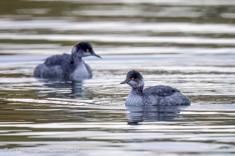 Eared Grebe