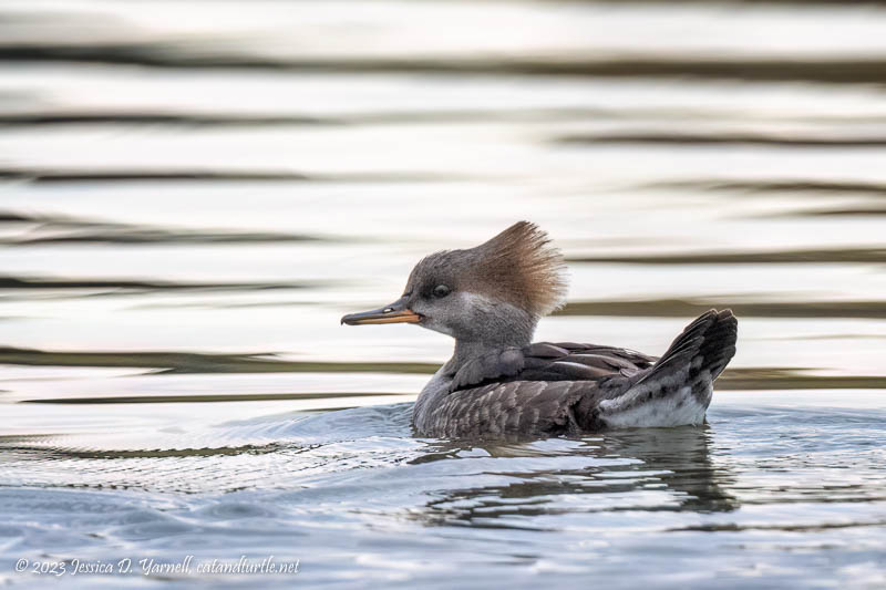 Hooded Merganser