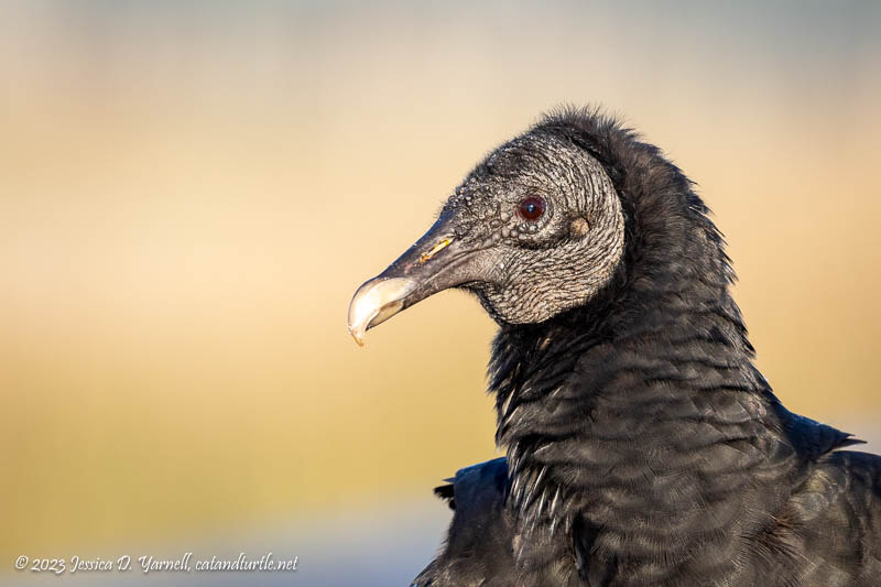 Black Vulture