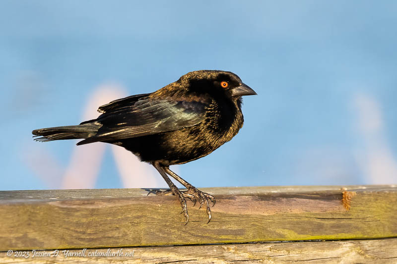 Bronzed Cowbird