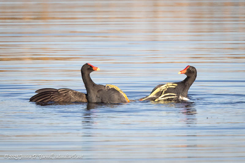 Common Gallinule