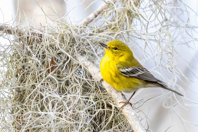 Pine Warbler