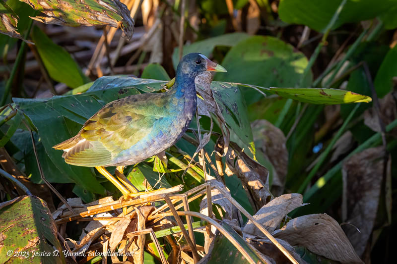 Purple Gallinule