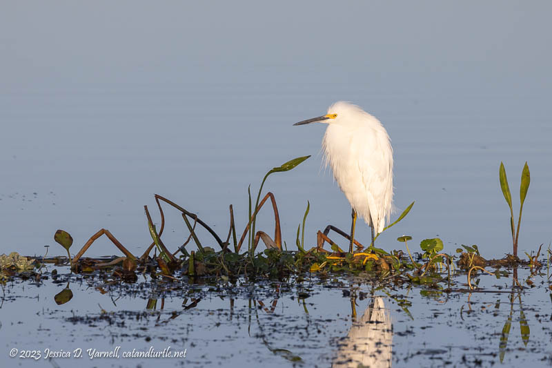 Snowy Egret