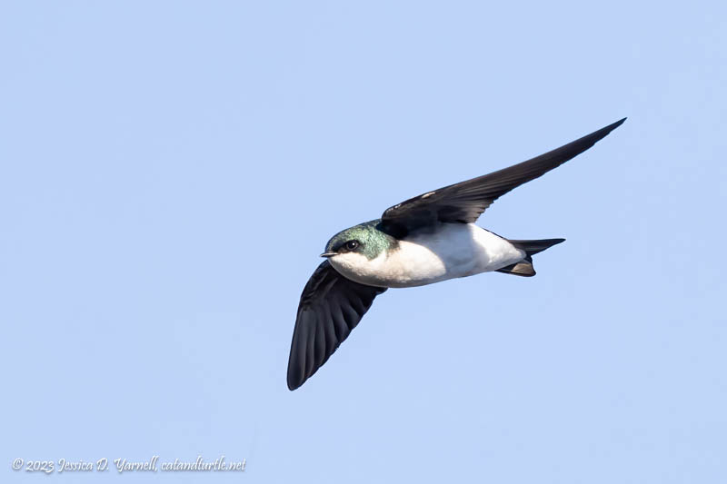 Tree Swallow