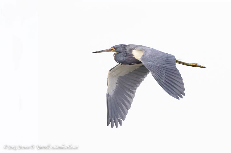 Tricolored Heron