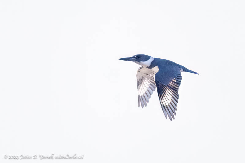 Belted Kingfisher