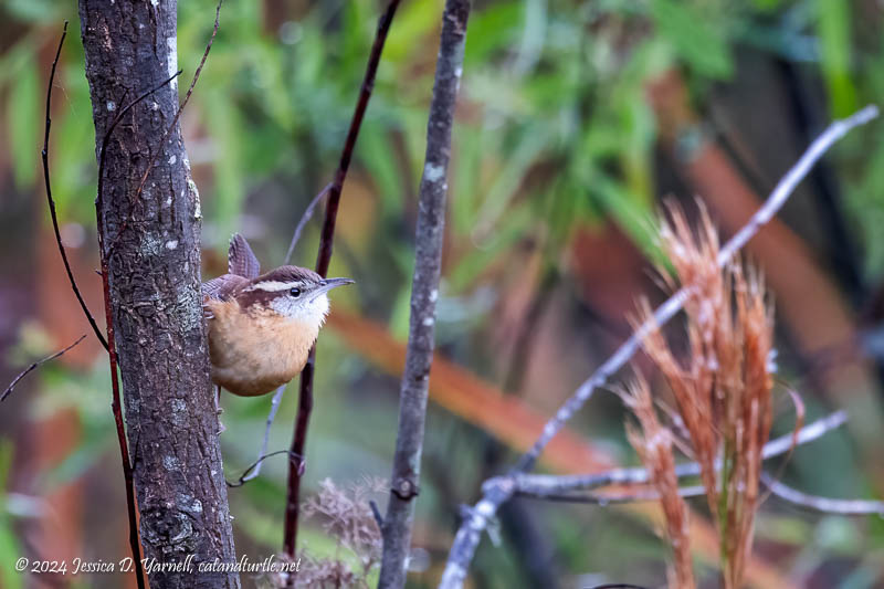 Carolina Wren