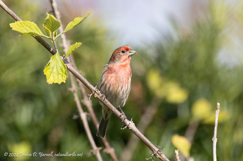 House Finch