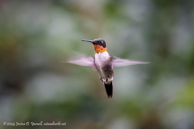 Ruby-throated Hummingbird