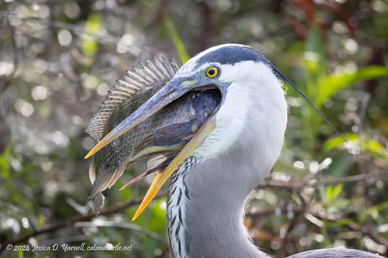 Great Blue Heron with Fish