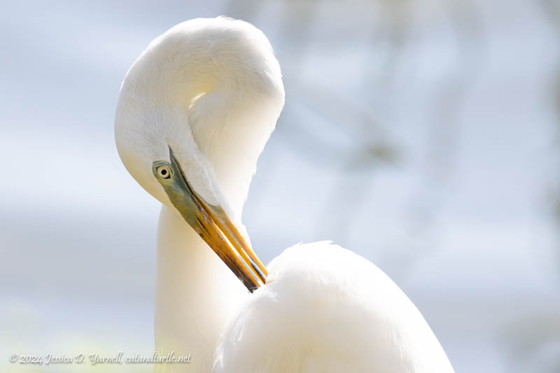 Great Egret