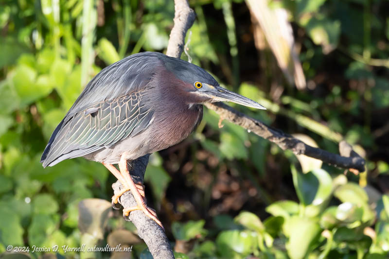 Green Heron