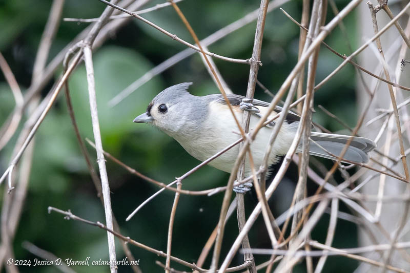 Tufted Titmouse Tufted Titmouse
