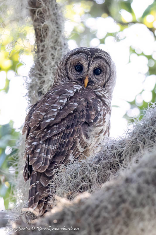 Barred Owl
