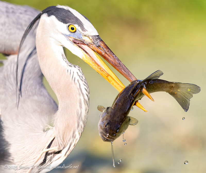 Great Blue Heron
