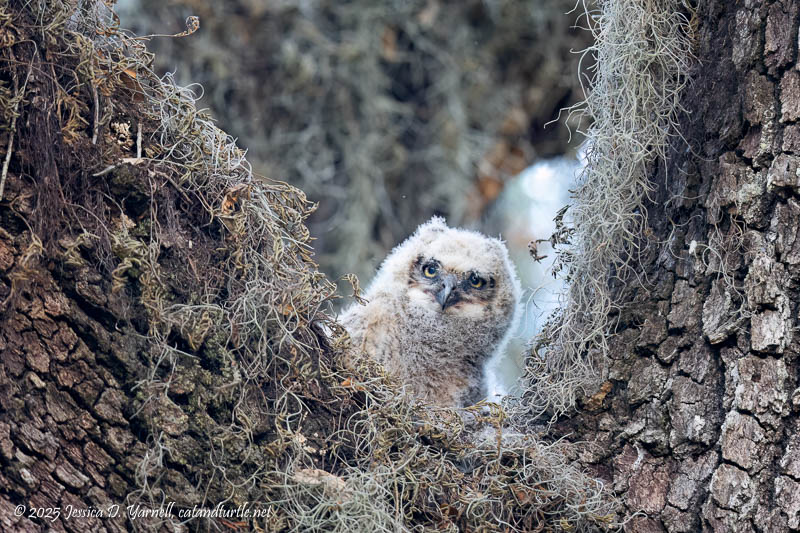 Great Horned Owlet