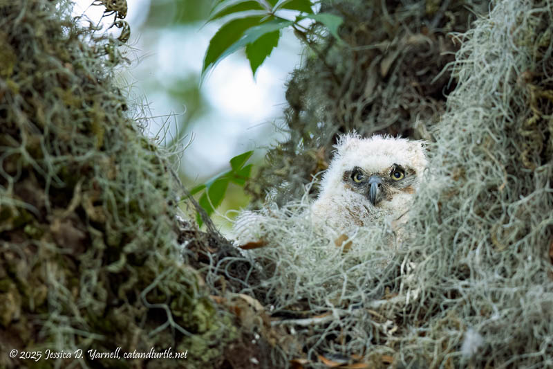 Great Horned Owl