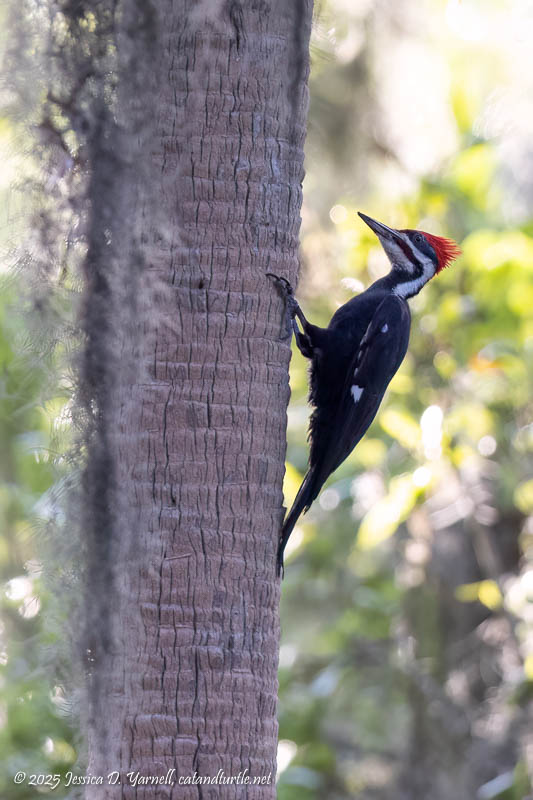 Pileated Woodpecker