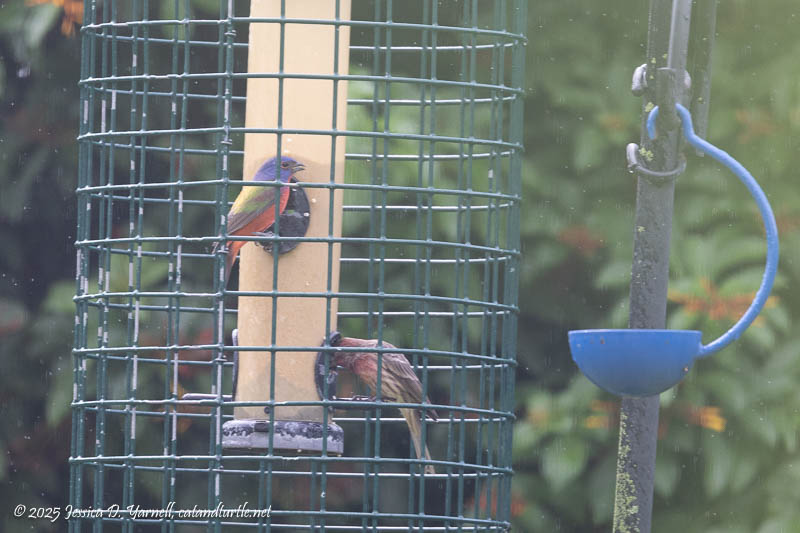 First of Fall Painted Bunting! 2025