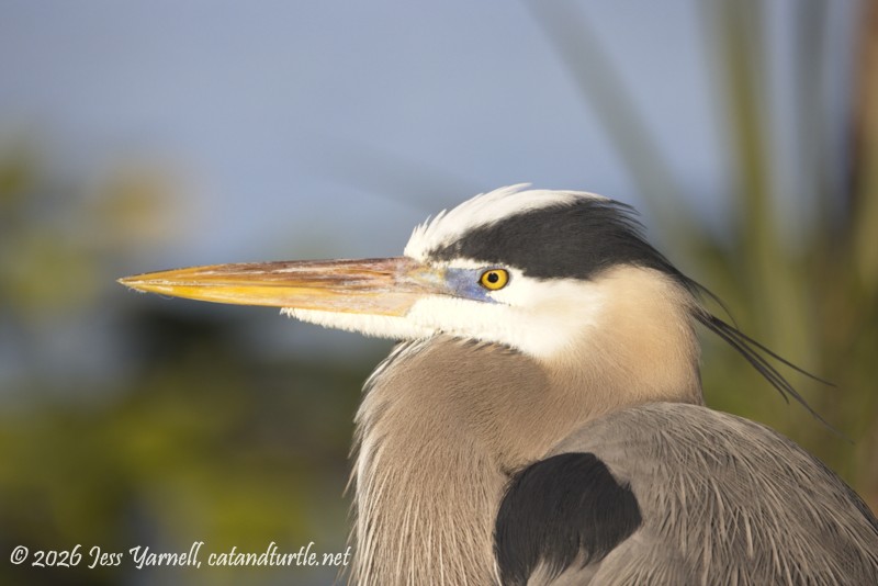 Great Blue Heron