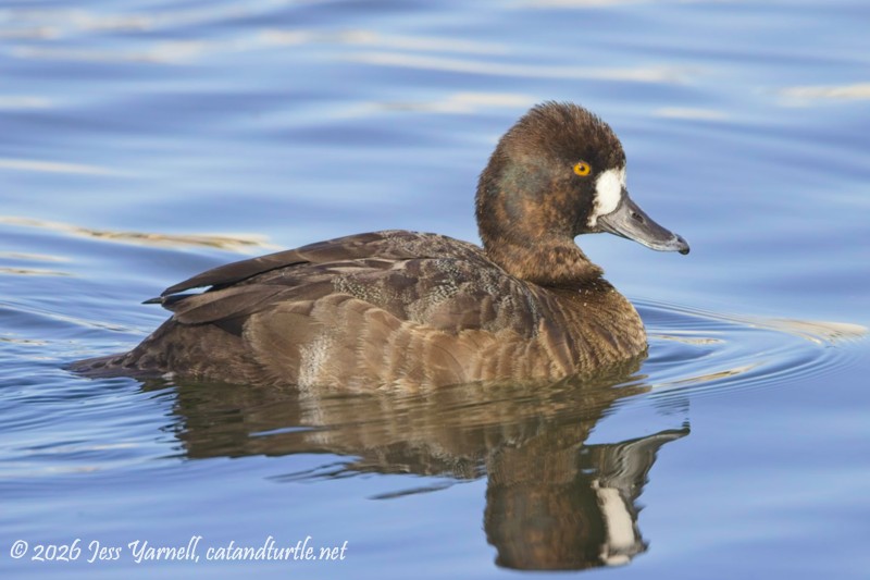 Lesser Scaup