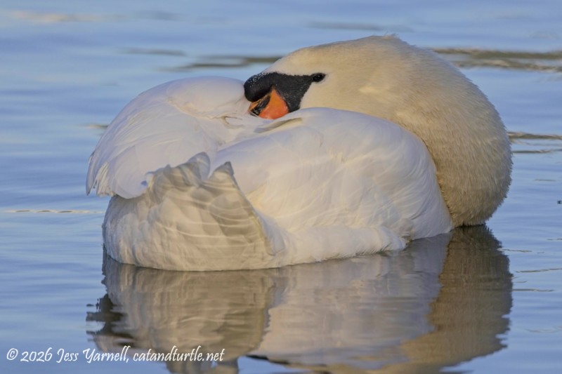 Mute Swan Snoozing on the Lake