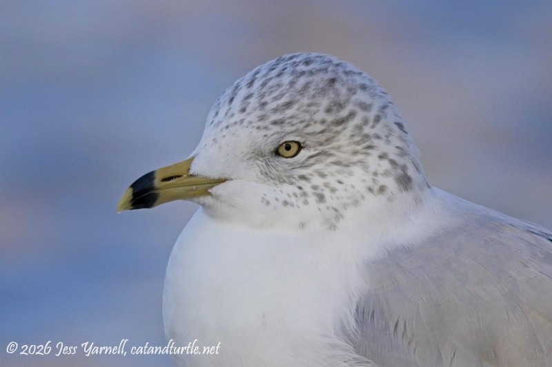 Ring-Billed Gull