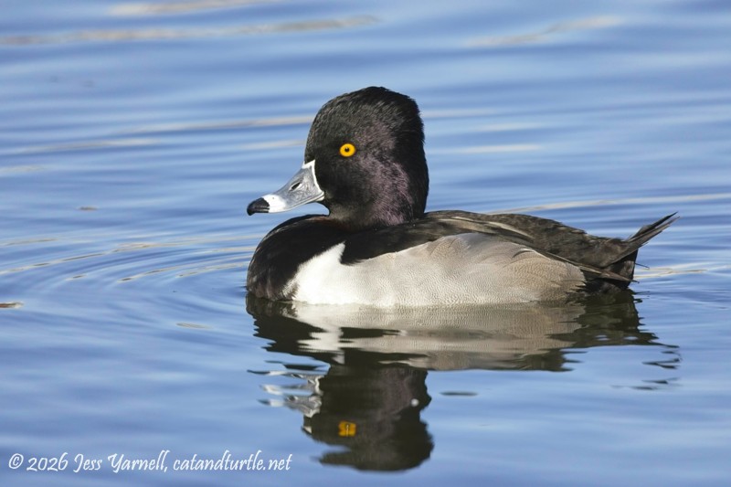 Ring-Necked Duck
