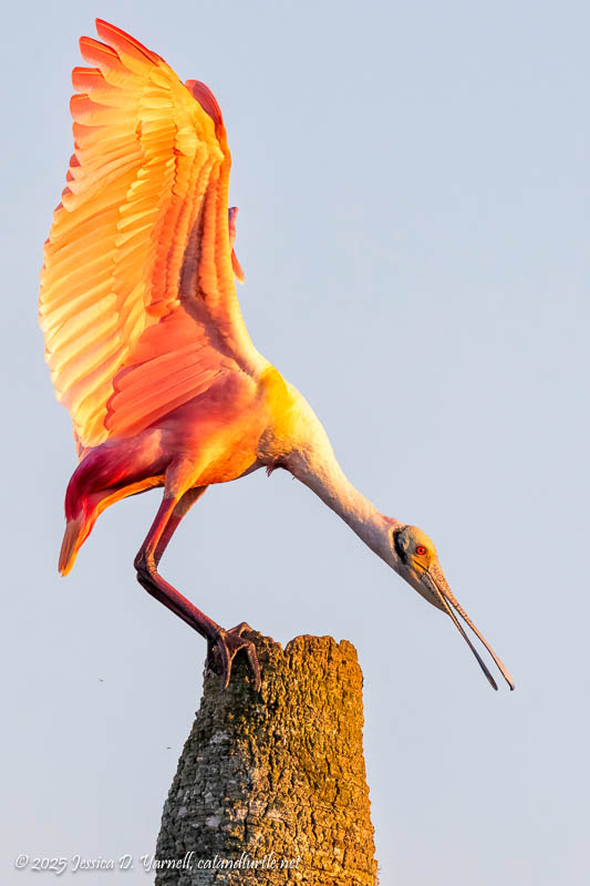 Roseate Spoonbill