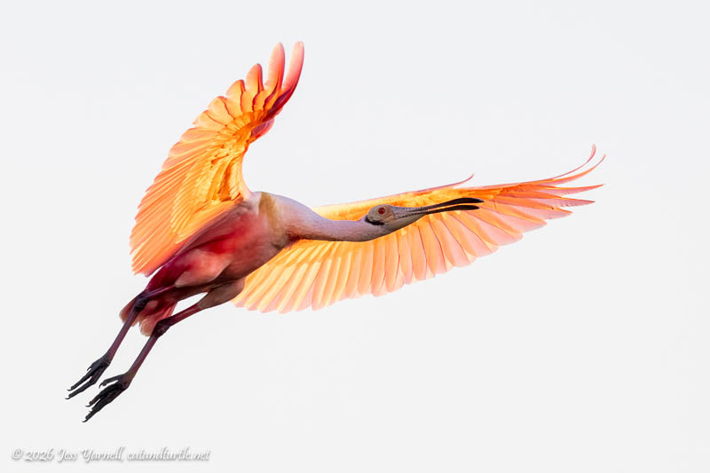Roseate Spoonbill