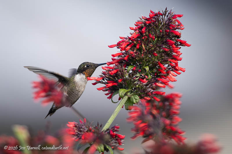 Ruby-Throated Hummingbird