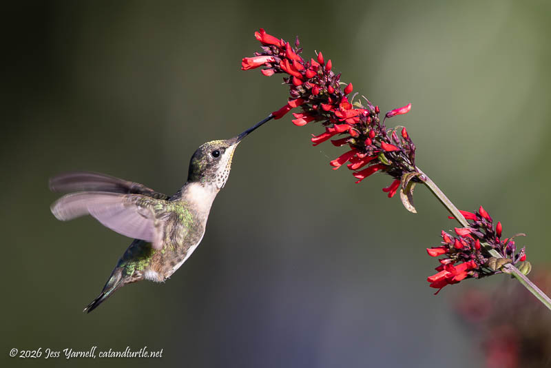 Ruby-throated Hummingbird