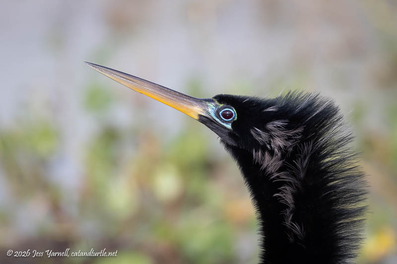 Anhinga